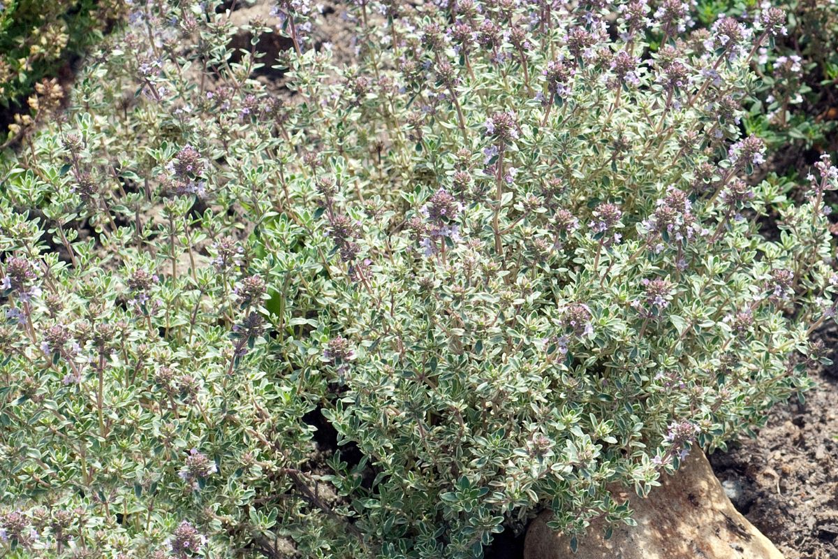 Thymus vulgaris 'Silver Posie'.jpg